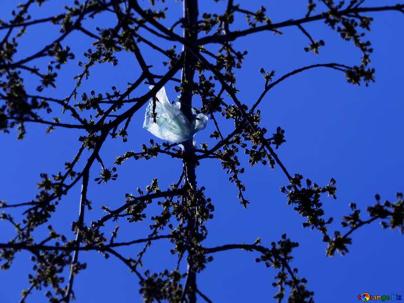 Plastic bag stuck in tree dark blue blur frame №23975