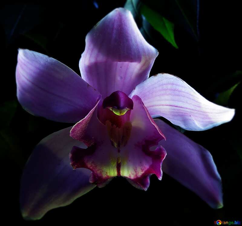 orchid blur frame background dark №26611