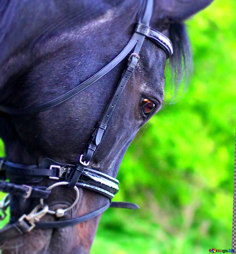 Horse  head blur frame №37270