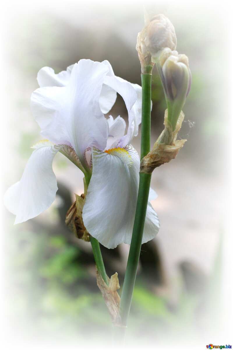 Flower of iris white frame around white №34757