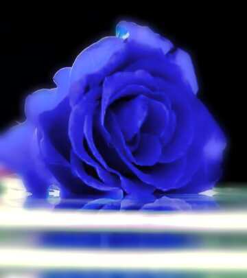 FX №209300 Blue Rose on water background of congratulation