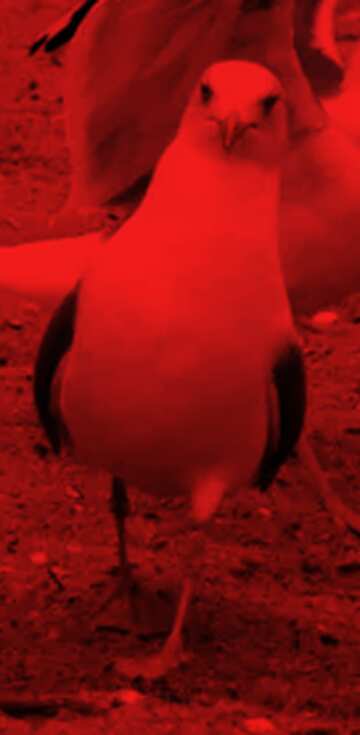 FX №209272 Seagull red