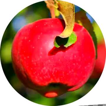FX №209387 Red apple circle frame