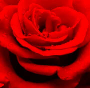 FX №209625 Rose flower close up