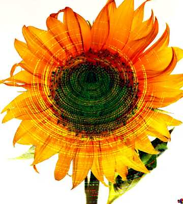 FX №209515 sunflower digital