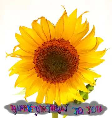 FX №209513 Flower sunflower happy birthday card
