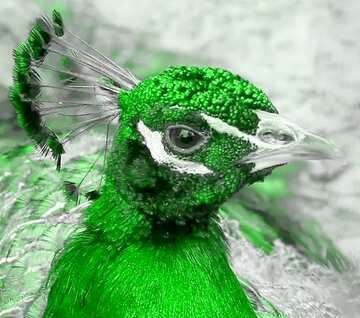 FX №209275 Bird peacock green