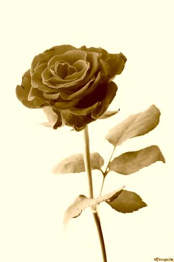 FX №209279 A rose sepia