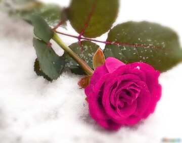 FX №209879 Rose flower in snow