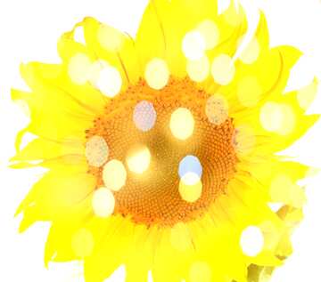 FX №209514 sunflower background bokeh