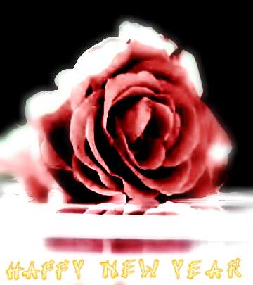 FX №209494 happy new year  rose flower  background