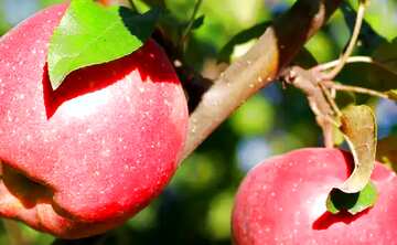 FX №209385 Red apples fragment