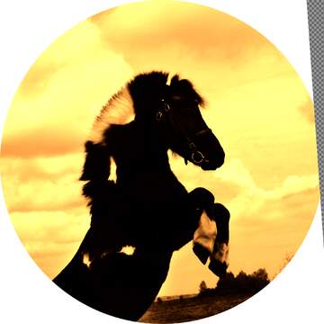 FX №209383 Pony profile image