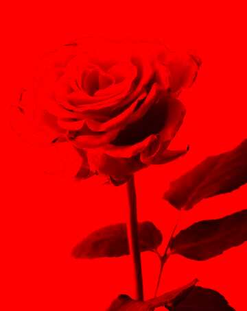 FX №209276 A rose dark red background