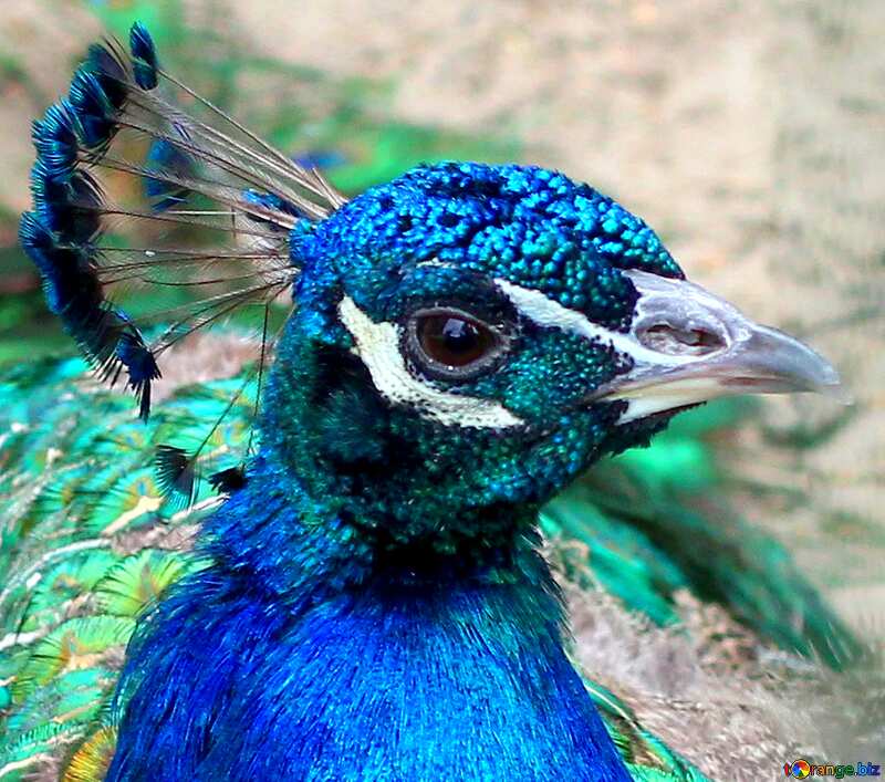 Bird peacock profile picture №46022