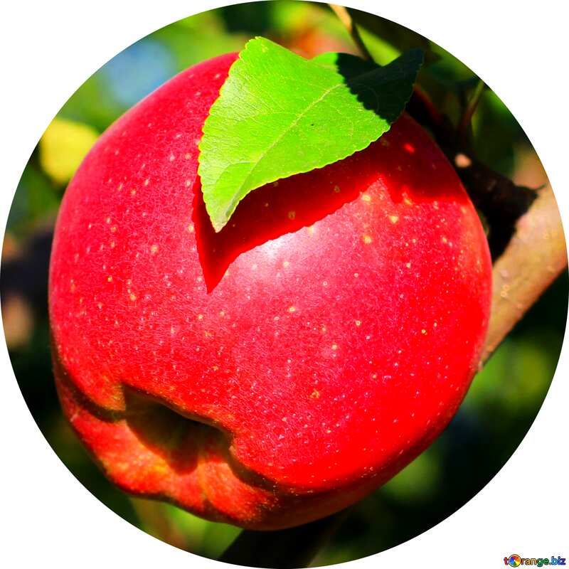 Red apple profile image №36963