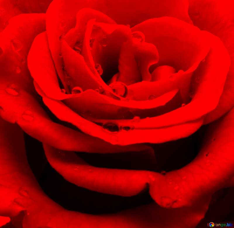 Rose flower close up №17096
