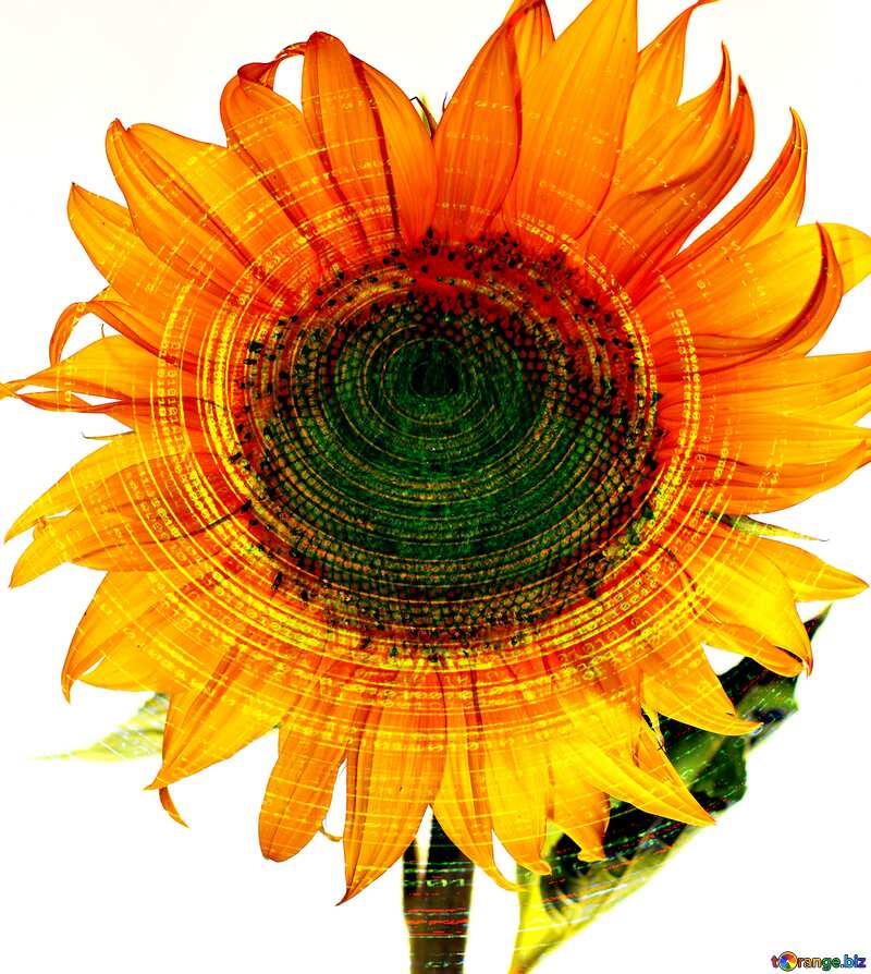 sunflower digital №32785