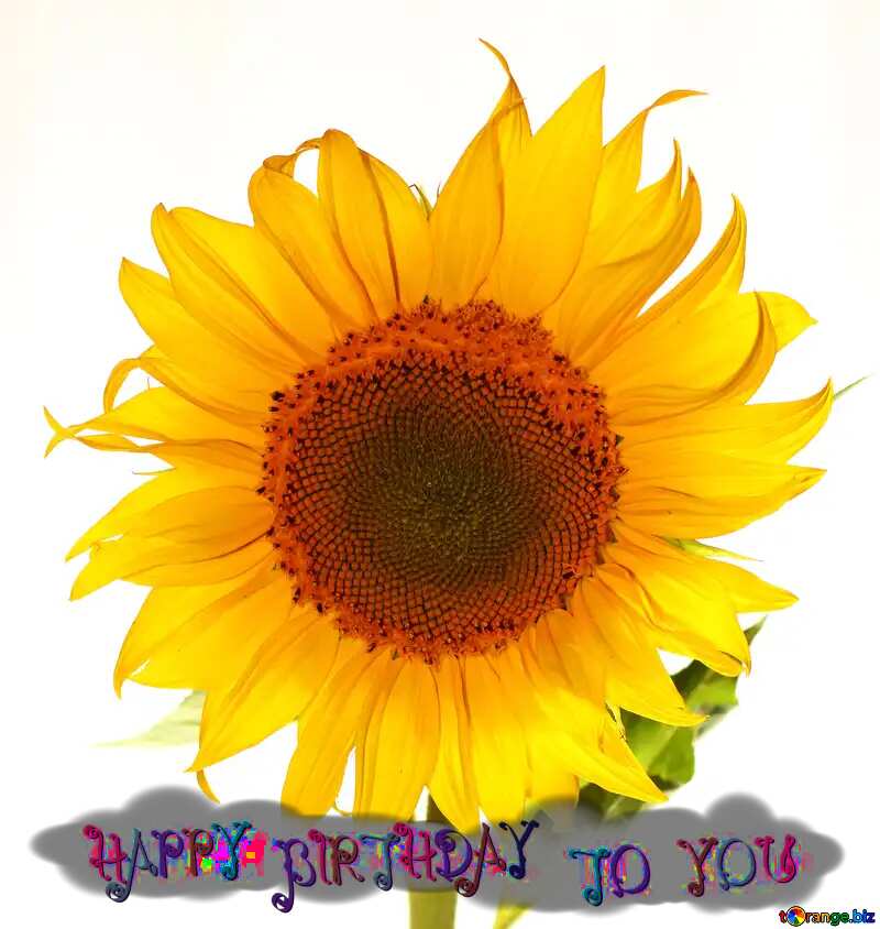 Flower sunflower happy birthday card №32785