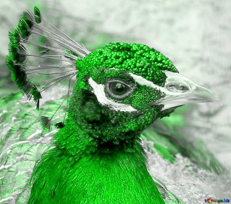 Bird peacock green №46022