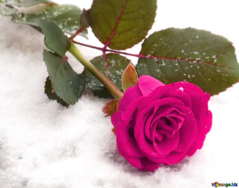 Rose flower in snow №16924