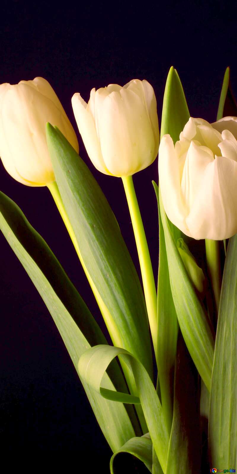 White  Tulips bouquet black background №46268