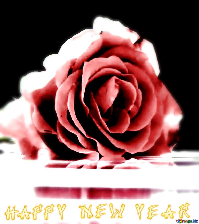 happy new year  rose flower  background №16920