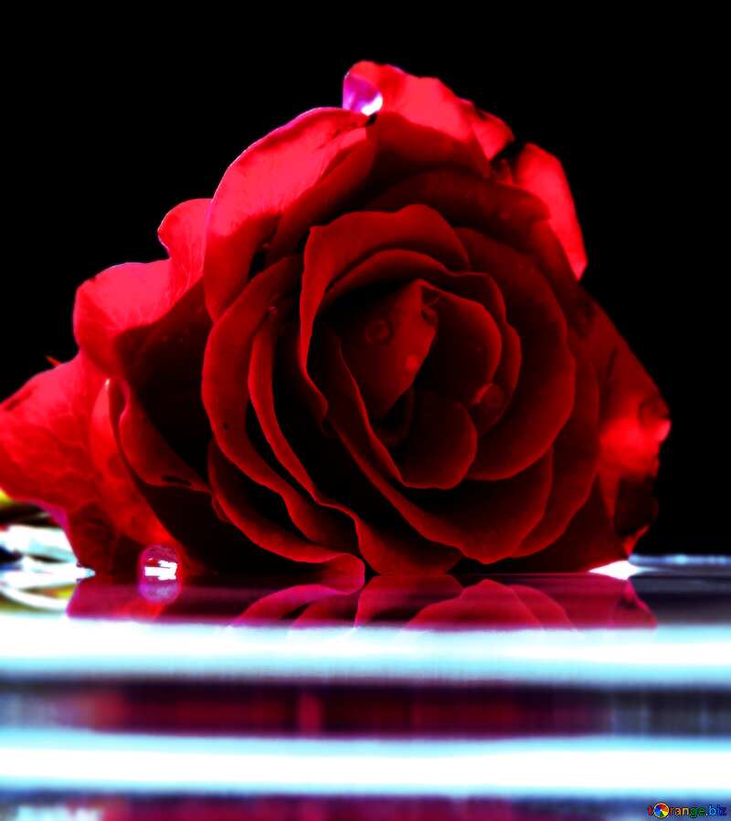 Dark Red Rose flower on water background congratulation №16920