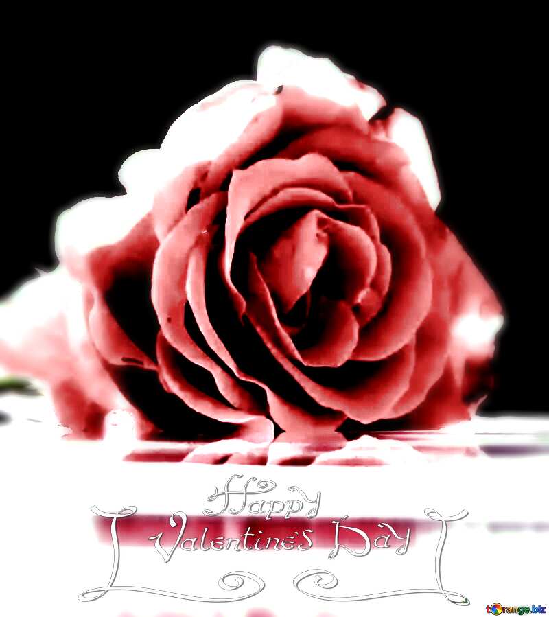 Happy Valentines Day  rose flower  background №16920