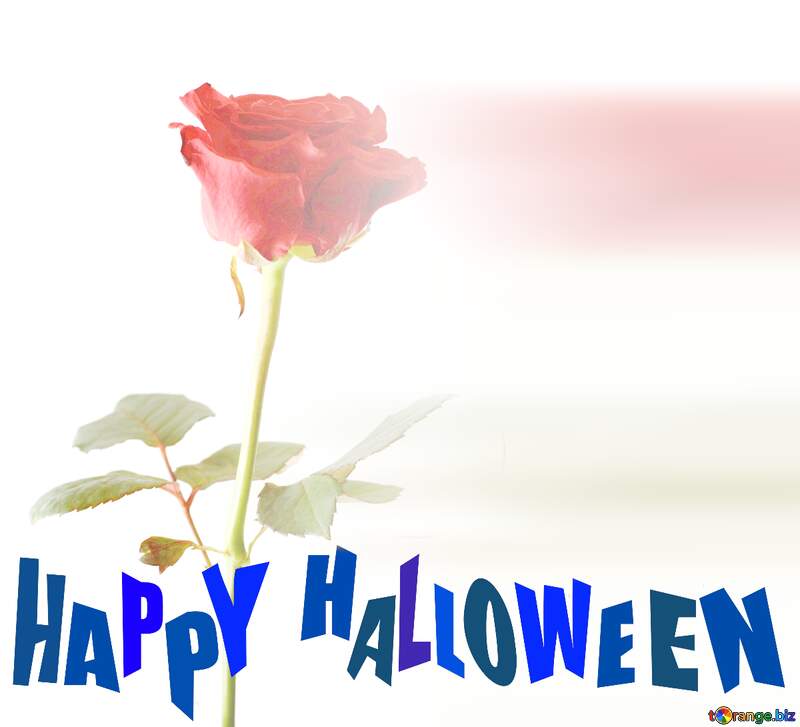 Texture rose isolated on white background happy halloween №17057