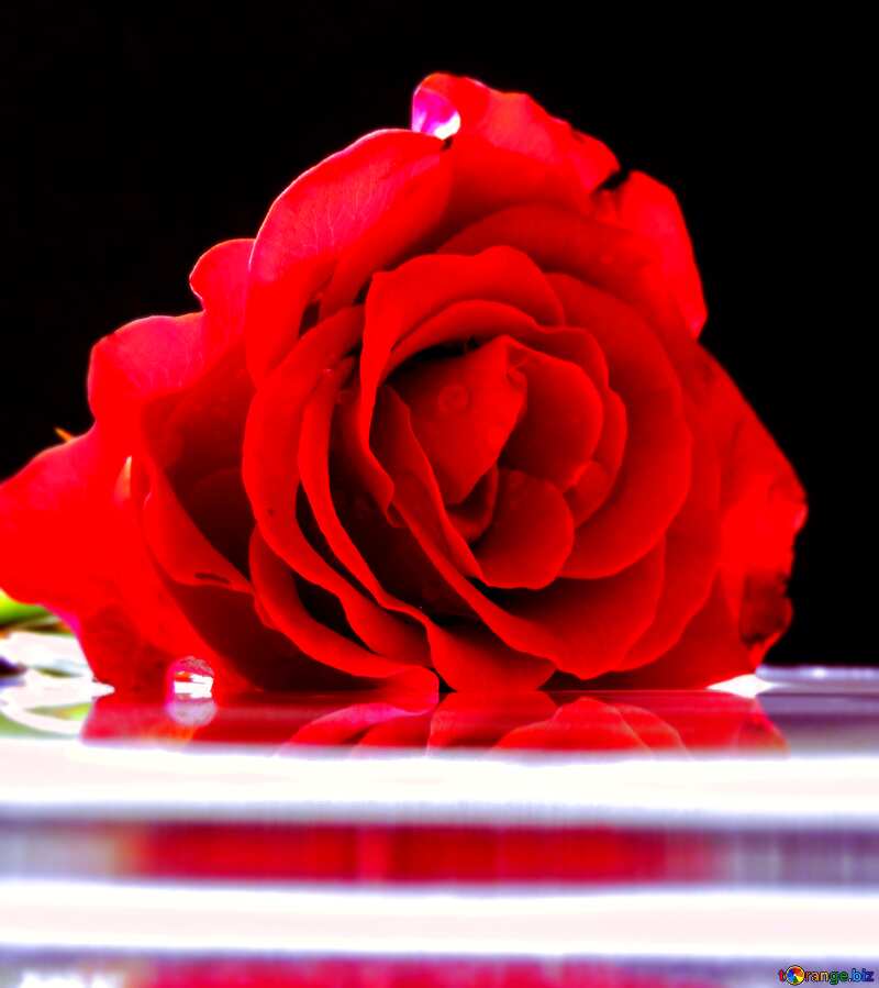 Rose on water background of congratulation №16920