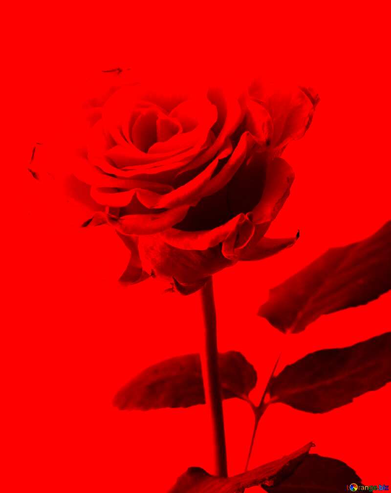 A rose dark red background №17043