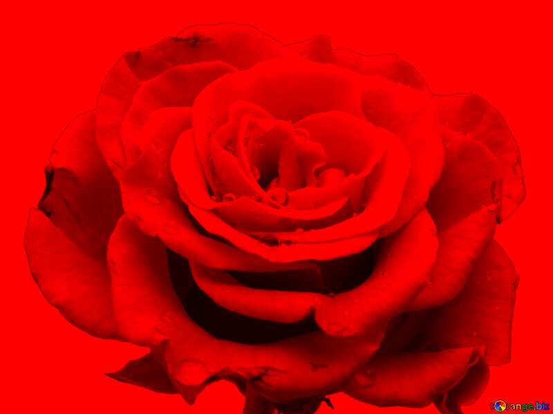 Rose flower in red background №17096