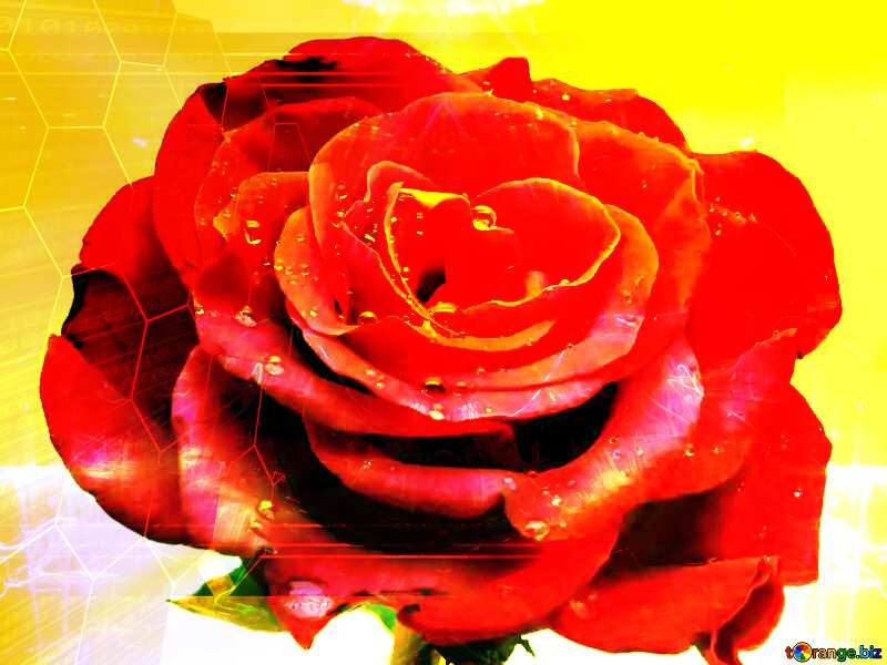 Rose flower Tech business concept background №17096