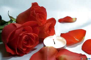 FX №21497 Beige color. Romantic  night . bed , roses  and  , petals candles..