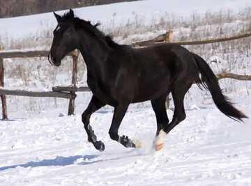 FX №21160 Black colt