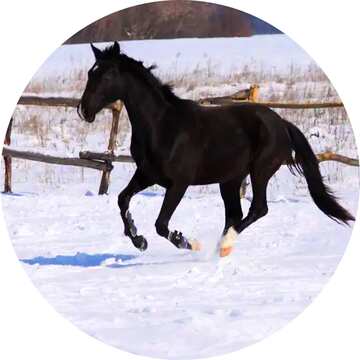 FX №21161 Black horse galloping  Image for profile picture in circle