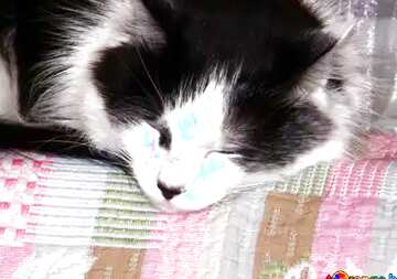 FX №21628 Blue color. Cat sleeps on the back of the sofa.