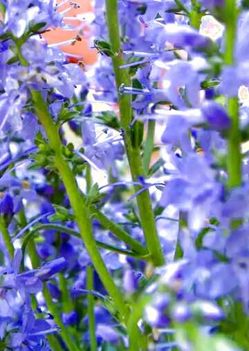 FX №21675 Blue color. Long  field  flowers.