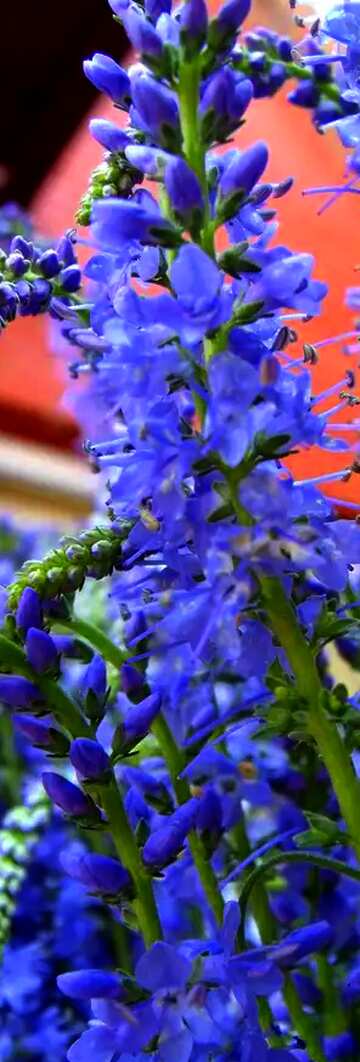 FX №21677 Bright colors. Long  field  flowers.