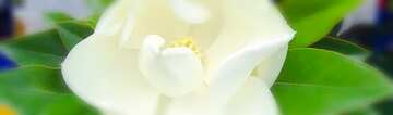 FX №21442 Cover. Meaty  White  flower  at  tree..