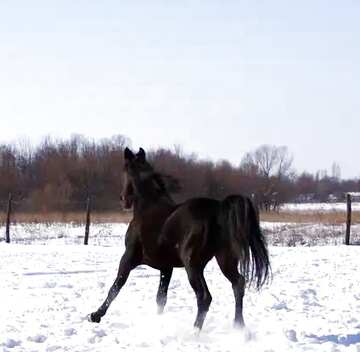 FX №21041 Image for profile picture Black stallion to gallop.