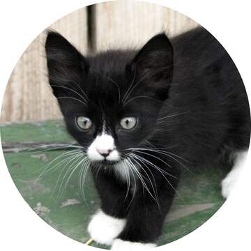 FX №21508 Image for profile picture Black   White  kitten.