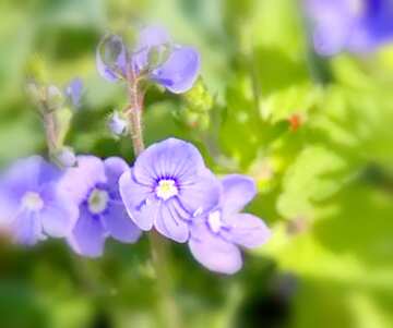 FX №21177 Image for profile picture Blue field flower.