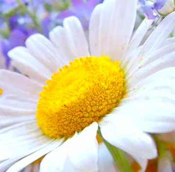 FX №21684 Image for profile picture Daisies bouquet..