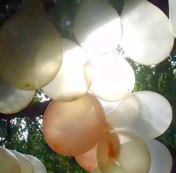 FX №21286 Image for profile picture Garland  of the  inflatable  balls.
