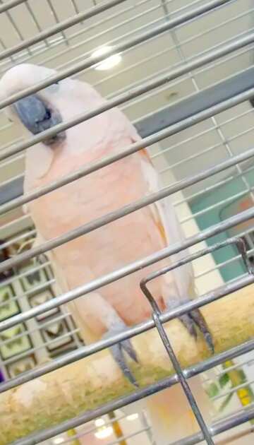 FX №21659 Image for profile picture Home  white  parrot.