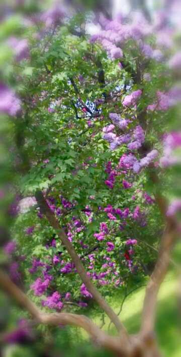 FX №21179 Image for profile picture Lilac bush.