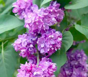 FX №21194 Image for profile picture Lilac flowers.