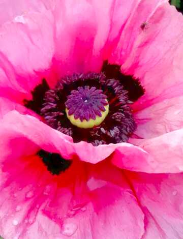 FX №21038 Image for profile picture Pink poppy.
